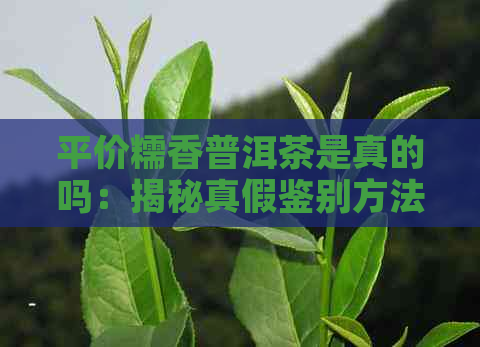 平价糯香普洱茶是真的吗：揭秘真假鉴别方法