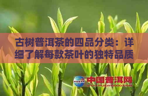 古树普洱茶的四品分类：详细了解每款茶叶的独特品质与特点