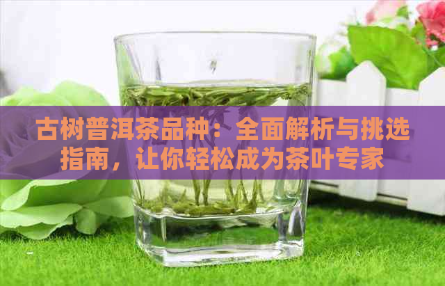 古树普洱茶品种：全面解析与挑选指南，让你轻松成为茶叶专家