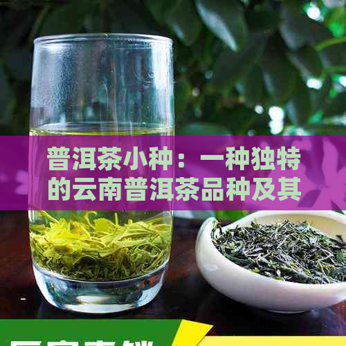 普洱茶小种：一种独特的云南普洱茶品种及其制作工艺解析