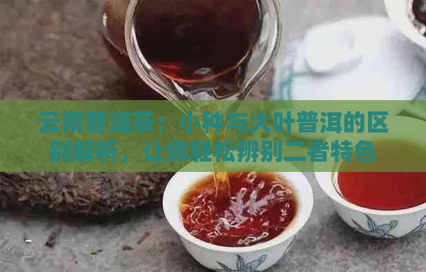 云南普洱茶：小种与大叶普洱的区别解析，让你轻松辨别二者特色