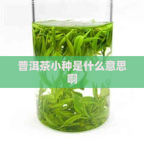 普洱茶小种是什么意思啊