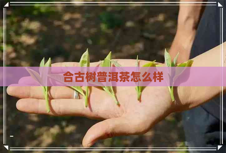 合古树普洱茶怎么样