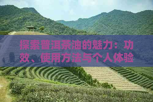 探索普洱茶油的魅力：功效、使用方法与个人体验