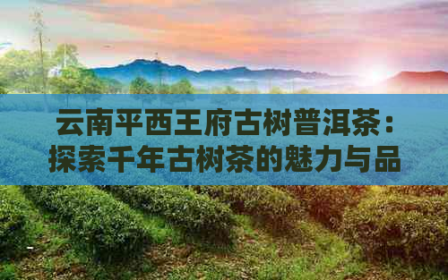 云南平西王府古树普洱茶：探索千年古树茶的魅力与品质