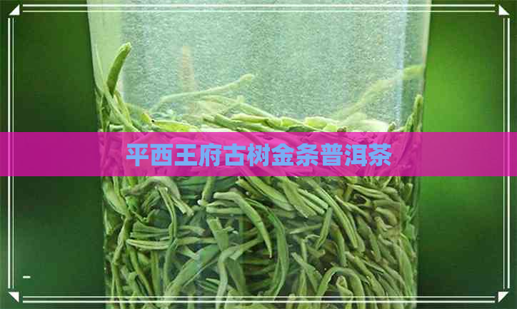 平西王府古树金条普洱茶