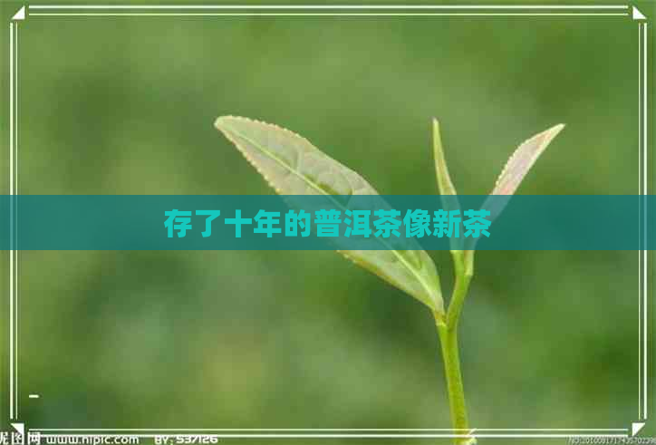 存了十年的普洱茶像新茶