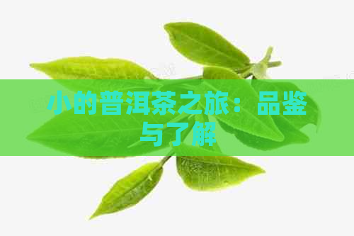 小的普洱茶之旅：品鉴与了解