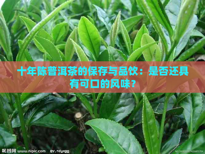 十年陈普洱茶的保存与品饮：是否还具有可口的风味？