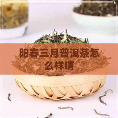 阳春三月普洱茶怎么样啊