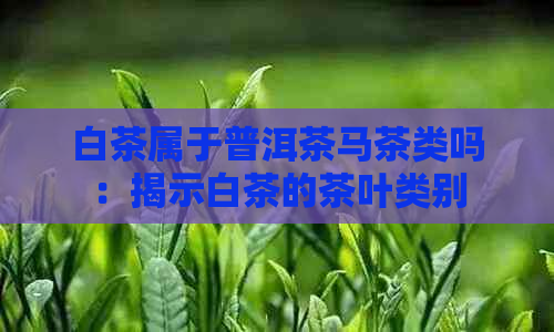 白茶属于普洱茶马茶类吗：揭示白茶的茶叶类别