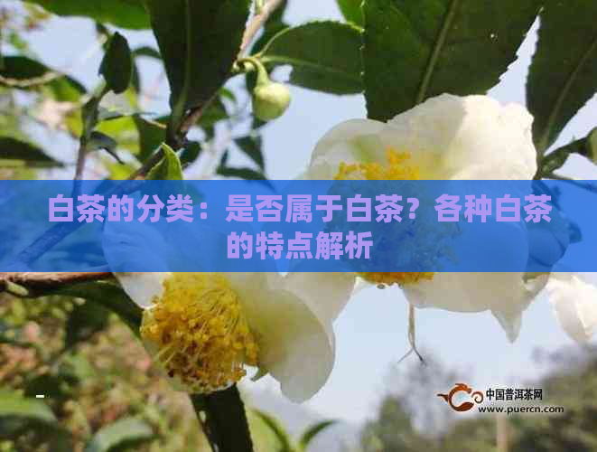 白茶的分类：是否属于白茶？各种白茶的特点解析