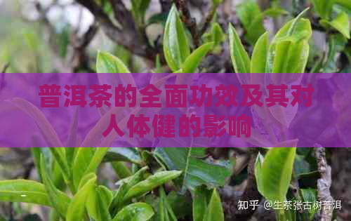 普洱茶的全面功效及其对人体健的影响