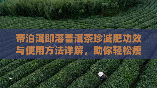 帝泊洱即溶普洱茶珍减肥功效与使用方法详解，助你轻松瘦身