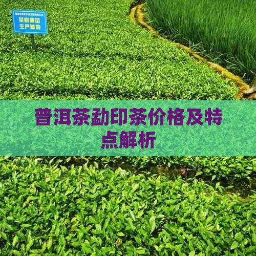 普洱茶勐印茶价格及特点解析