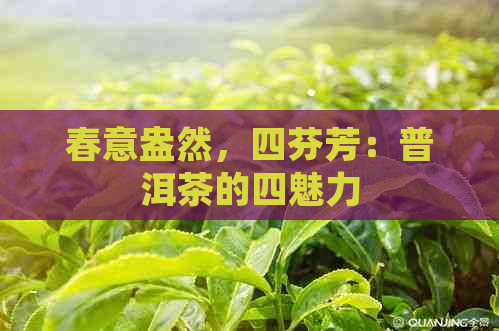 春意盎然，四芬芳：普洱茶的四魅力