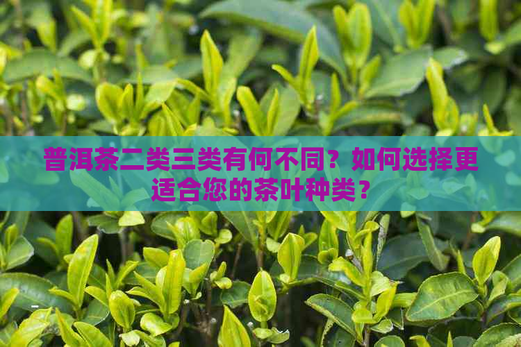 普洱茶二类三类有何不同？如何选择更适合您的茶叶种类？