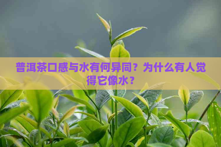 普洱茶口感与水有何异同？为什么有人觉得它像水？