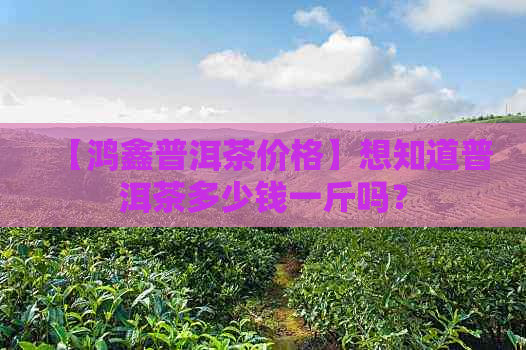 【鸿鑫普洱茶价格】想知道普洱茶多少钱一斤吗？