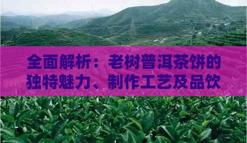 全面解析：老树普洱茶饼的独特魅力、制作工艺及品饮方法