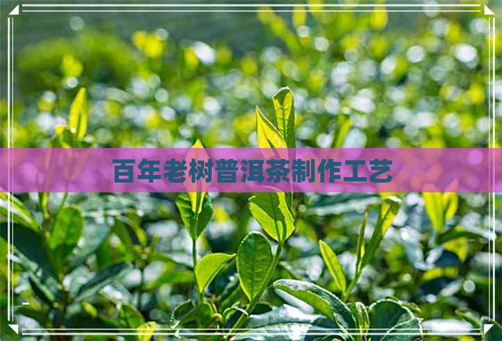 百年老树普洱茶制作工艺