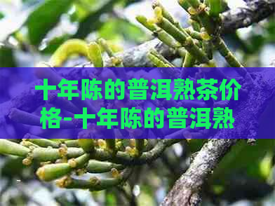 十年陈的普洱熟茶价格-十年陈的普洱熟茶价格多少