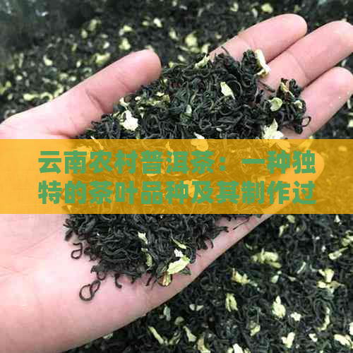 云南农村普洱茶：一种独特的茶叶品种及其制作过程详解