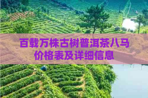 百载万株古树普洱茶八马价格表及详细信息