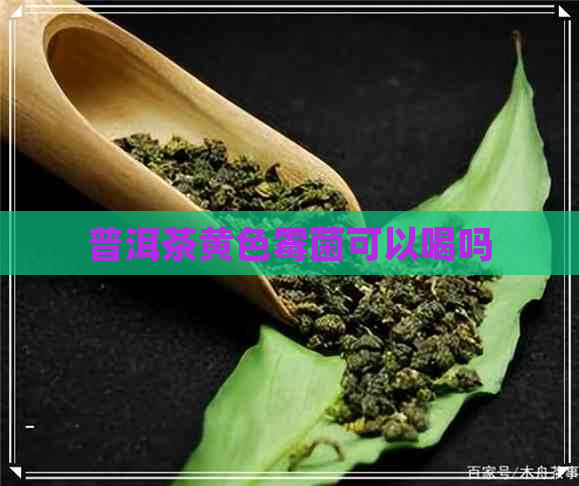 普洱茶黄色霉菌可以喝吗