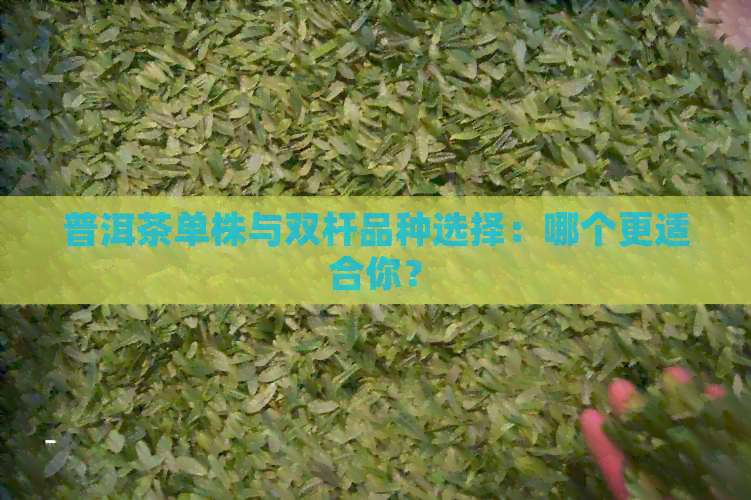 普洱茶单株与双杆品种选择：哪个更适合你？