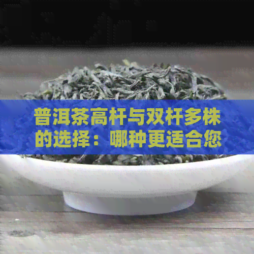 普洱茶高杆与双杆多株的选择：哪种更适合您的茶园？探讨各种特点及优缺点