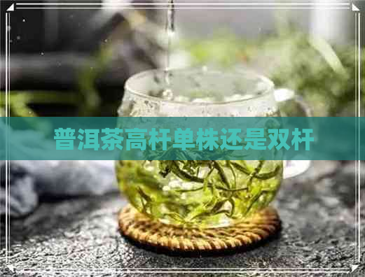 普洱茶高杆单株还是双杆