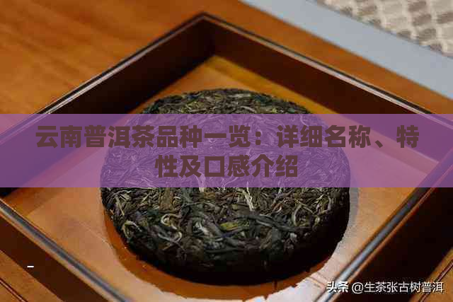 云南普洱茶品种一览：详细名称、特性及口感介绍