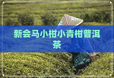 新会马小柑小青柑普洱茶