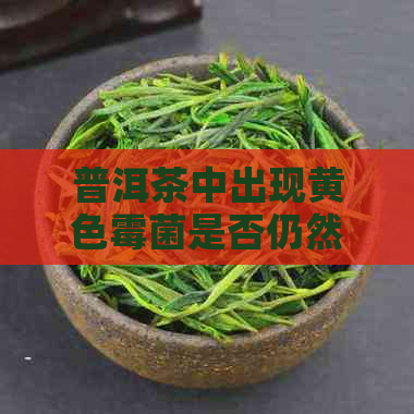 普洱茶中出现黄色霉菌是否仍然可以饮用以及是否安全？