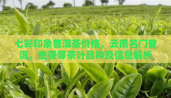 七彩印象普洱茶价格，云南名门普洱，生茶等茶叶品种及信息解析