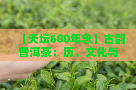 【天坛600年念】古韵普洱茶：历、文化与传统的完美融合