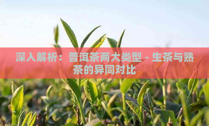 深入解析：普洱茶两大类型 - 生茶与熟茶的异同对比