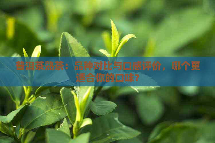 普洱茶熟茶：品种对比与口感评价，哪个更适合你的口味？