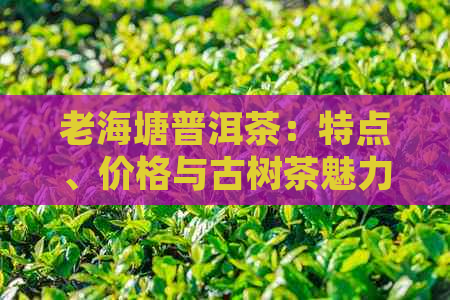 老海塘普洱茶：特点、价格与古树茶魅力——镇沅产区全面解析