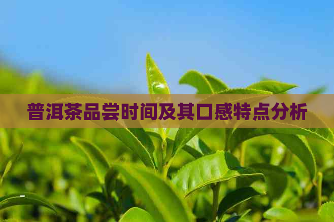 普洱茶品尝时间及其口感特点分析