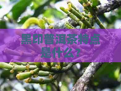 黑印普洱茶特点是什么？