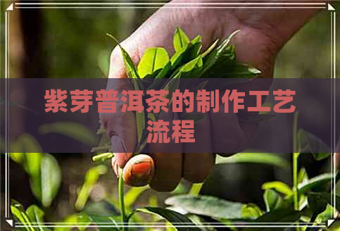 紫芽普洱茶的制作工艺流程