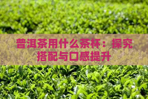 普洱茶用什么茶杯：探究搭配与口感提升