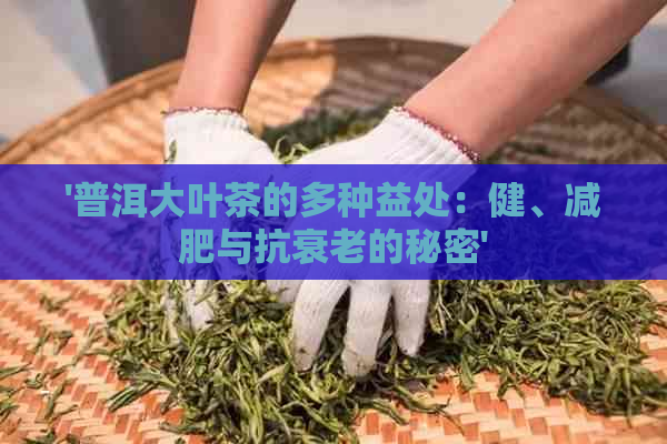 '普洱大叶茶的多种益处：健、减肥与抗衰老的秘密'