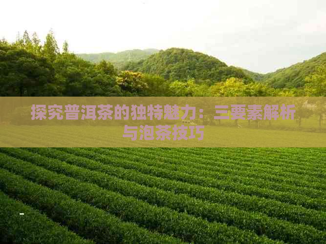 探究普洱茶的独特魅力：三要素解析与泡茶技巧