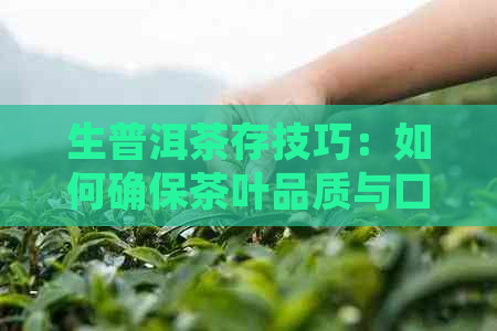 生普洱茶存技巧：如何确保茶叶品质与口感不受影响？