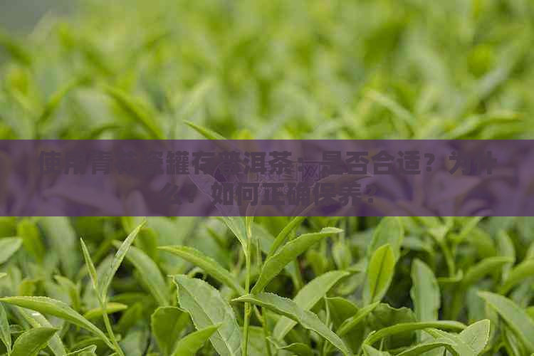 使用青花瓷罐存普洱茶：是否合适？为什么？如何正确保养？