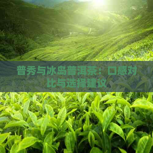 普秀与冰岛普洱茶：口感对比与选择建议