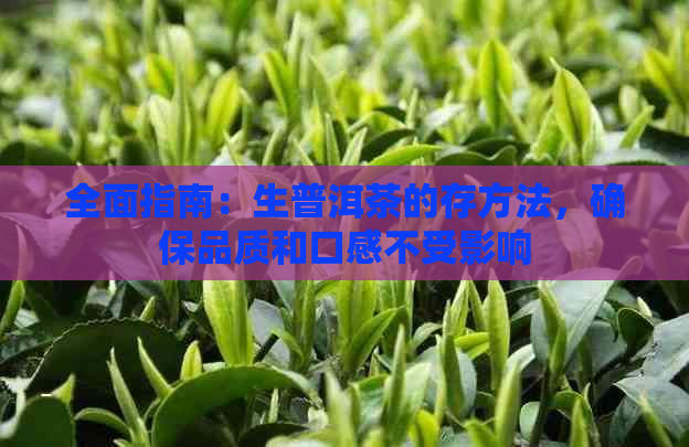 全面指南：生普洱茶的存方法，确保品质和口感不受影响